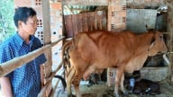 Người nuôi phấn khởi nhờ giá bò tăng mạnh
