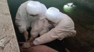 Chủ động giám sát ngăn dịch tả lợn Châu Phi lây lan