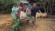 Tiêu hủy hơn 5 tấn lợn bị dịch tả lợn Châu Phi
