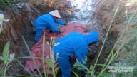 Dịch tả lợn Châu Phi lan rộng, phòng chống dịch gặp khó khăn