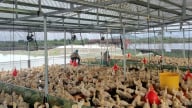 Hơn 700 cơ sở chăn nuôi ngoài đê đang nguy hiểm trước bão wipha