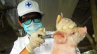 Chính quyền, người dân cùng chủ động phòng, chống dịch bệnh động vật