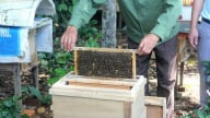 Siết chặt quản lý vệ sinh, an toàn thực phẩm mật ong xuất khẩu