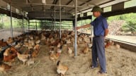 Chủ động nhiều phương án bảo vệ đàn vật nuôi trước mùa mưa bão