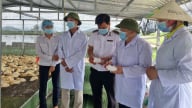Hải Phòng tiêm hơn 8 triệu liều vaccine cho vật nuôi