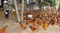 Nuôi gà ri lai bằng giun quế, thịt thơm ngon hiệu quả cao