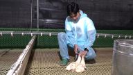 Tăng tính chủ động cho thú y cơ sở