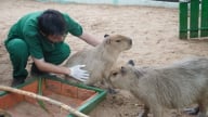Khoảng trống thú y với động vật hoang dã nuôi nhốt: [Bài 4] Nhiều bài học