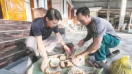 Nuôi loài 'đốt chẽ chân trâu' mỗi tổ thu về hơn triệu đồng