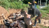 Kiểm soát địa bàn giáp ranh, phòng chống dịch tả heo Châu Phi