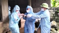 Tăng cường cán bộ về cơ sở dể phòng, chống dịch tả lợn Châu Phi