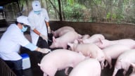 Chủ quan với dịch tả heo Châu Phi dễ trả giá đắt