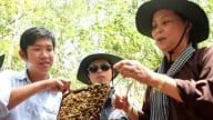 Nuôi ong VietGAHP trong rừng tràm Trà Sư