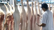 Siết phòng dịch, bảo vệ đàn vật nuôi cuối năm