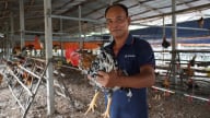 Chăn nuôi nông hộ mở lối đi riêng: [Bài 1] Trang trại gà thông minh