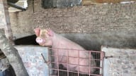Chấm dứt chăn nuôi trong đô thị đối diện thách thức mới
