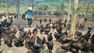 Nuôi gà H’Mông an toàn sinh học trên vùng đất cát