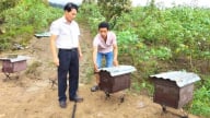 Lợi ích kép mô hình nuôi ong ở Vườn quốc gia Chư Mom Ray