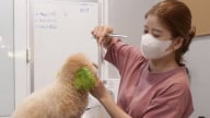 Chăm sóc thú cưng đúng cách để phòng bệnh cho người