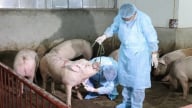 Kiểm soát hiệu quả dịch bệnh động vật, giữ mục tiêu tăng trưởng