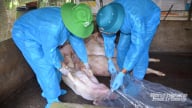 Chôn heo bệnh đúng cách giúp ngăn chặn dịch bệnh lây lan