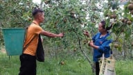 Những vườn cây ăn quả ôn đới trĩu cành ở Mù Cang Chải