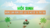 Hồi sinh những cánh rừng dược liệu từ một đề tài thất bại