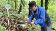 Công nhận tri thức dân gian sâm Ngọc Linh là di sản văn hóa quốc gia