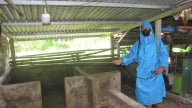 Đà Nẵng triển khai các biện pháp cấp bách khống chế dịch tả lợn Châu Phi