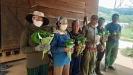 Đề nghị khoanh nợ cho hộ dân trồng sâm Ngọc Linh thiệt hại do thiên tai