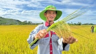Khảo nghiệm tại Quảng Ngãi, giống lúa TBR19 cho thấy triển vọng