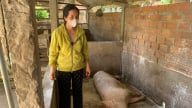 Quảng Ngãi cơ bản khống chế dịch tả lợn Châu Phi