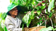 Phát triển cà phê bền vững, xu hướng tất yếu