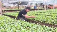 Rộn ràng mùa xuống giống cà phê