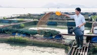 Nuôi cá đặc sản phục vụ du lịch hồ Núi Cốc