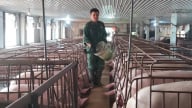 Kiểm soát dịch bệnh hiệu quả bằng nuôi heo chuồng lạnh