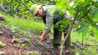Tưới thông minh cho cây ăn quả: Tiếp nước cho na trái vụ trên núi đá