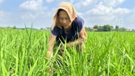 Tưới tiêu hợp lý để bảo vệ vụ lúa mùa