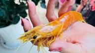 Người dân Cà Mau phát hiện con tôm sú vàng óng độc lạ