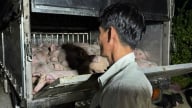 Bạc Liêu: Phát hiện xe chở 120 con heo không có giấy kiểm dịch