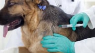 Tiêm vaccine không phải yếu tố duy nhất giúp bảo vệ sức khỏe thú cưng