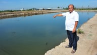 Nuôi cá trên vùng đất phèn thu lãi tiền tỷ