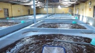 Thủ phủ tôm giống công nghệ cao: [Bài 1] Chiếm hơn 30% sản lượng con giống cả nước