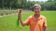 Giảm phát thải từ đồng ruộng: [Bài 2] Lời cam kết của nông dân với đất