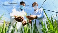 Giống tốt - nền tảng xây dựng thương hiệu gạo Việt