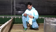 Trang trại nuôi 20.000 con vịt sạch bệnh trên sàn lạnh