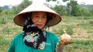 Trồng hành thuận tự nhiên trên đất cằn thu 35 tấn/ha