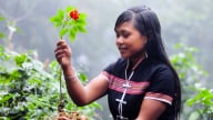 Quảng Nam sẽ trở thành trung tâm công nghiệp dược liệu