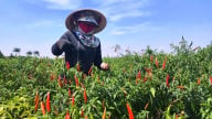 Trồng ớt hiệu quả gấp 10 so với đậu trên vùng đất khó phát triển