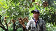 Đất dốc nở hoa, trái cây Sơn La vươn khơi hội nhập